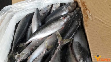 Pacific chub mackerel, frozen, wr, 200-400, 1/22