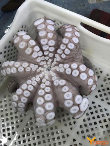 PULPO LIMPIO (Octopus), frozen, T2-T7, 1/10kg