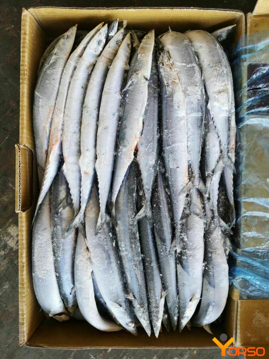 Рыба сайра фото как выглядит