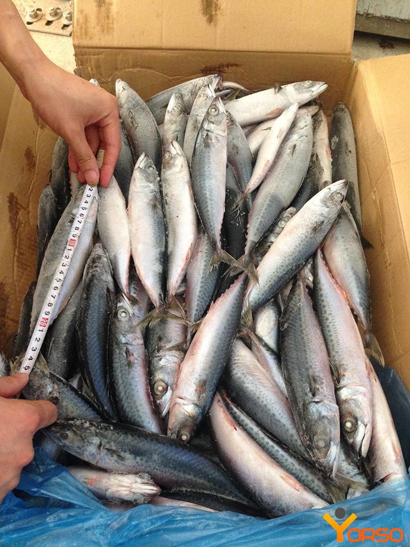 Pacific chub mackerel, frozen, wr, 300-500, 1/15