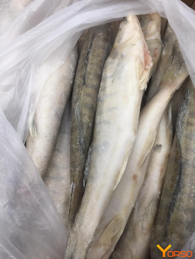 Buy Pike and Perch Online In India -  India