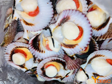 SCALLOPS- frozen, Half Shell, 20-30, 1/10kg