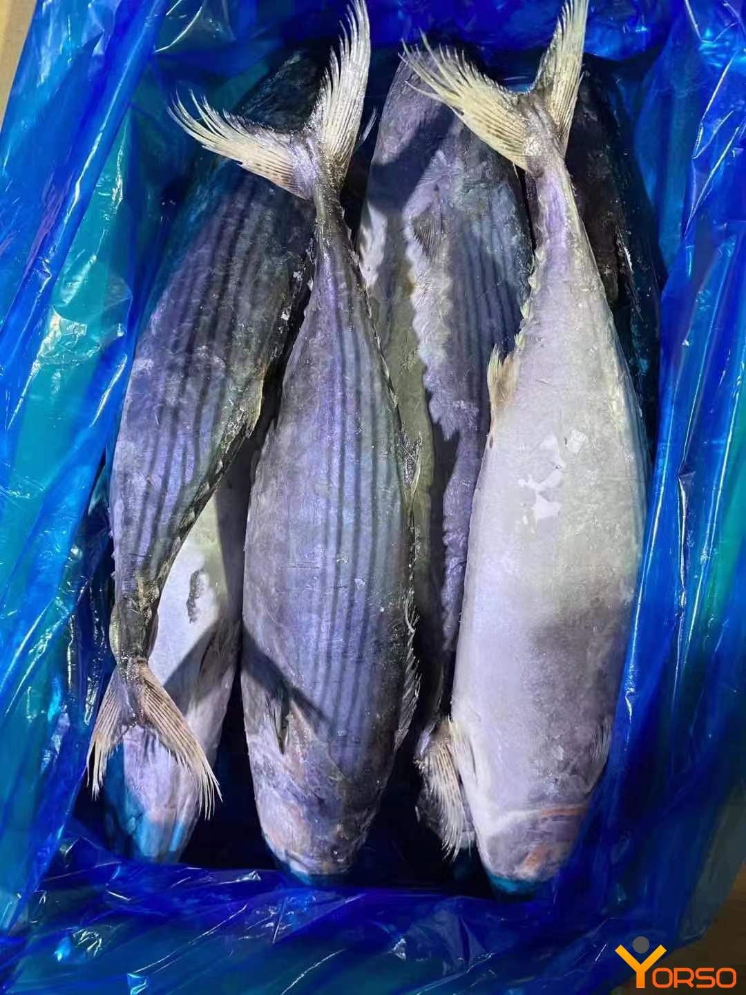 Рыба бонито