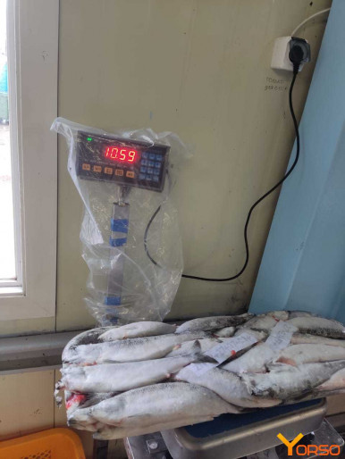 Buy Wholesale Thailand Factory Price Frozen Herring Bait Fish & Factory  Price Frozen Herring Bait Fish at USD 80