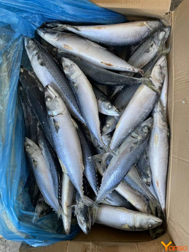 Frozen chub mackerel--pacific mackerel,China pneumatophorus