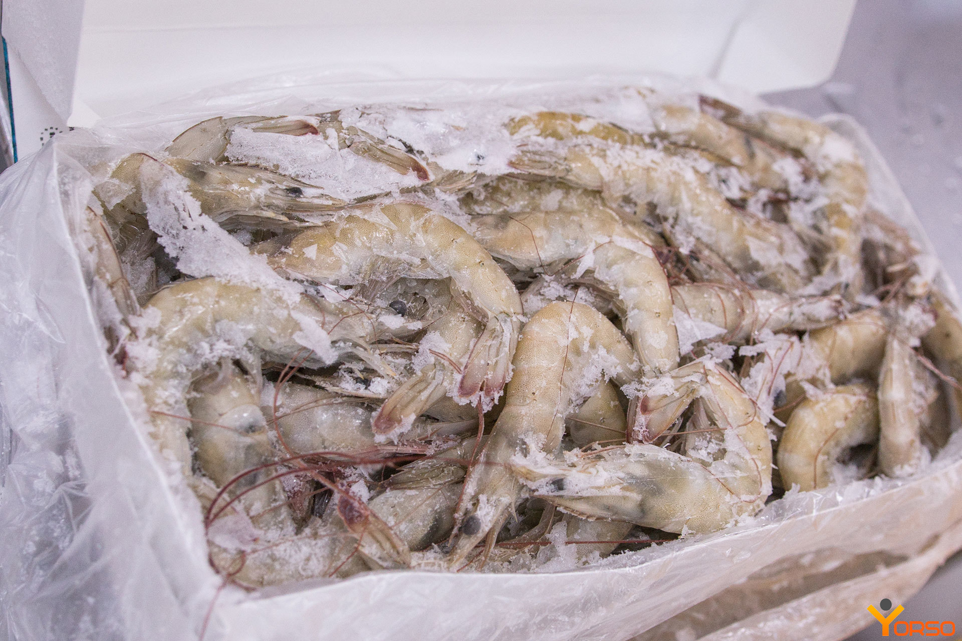Креветка с головой в панцире. Penaeus vannamei креветки. Креветки Frozen Shrimp 21/25. Креветки ванамей Эквадор блок. Креветка vannamei блок 1,8кг (Эквадор).