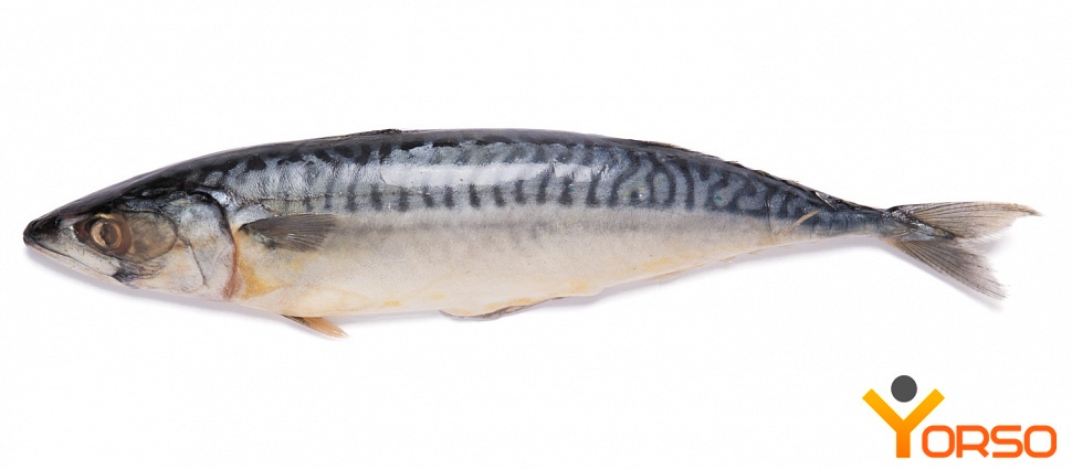 Pacific chub mackerel, frozen, wr, 200-400, 1/22