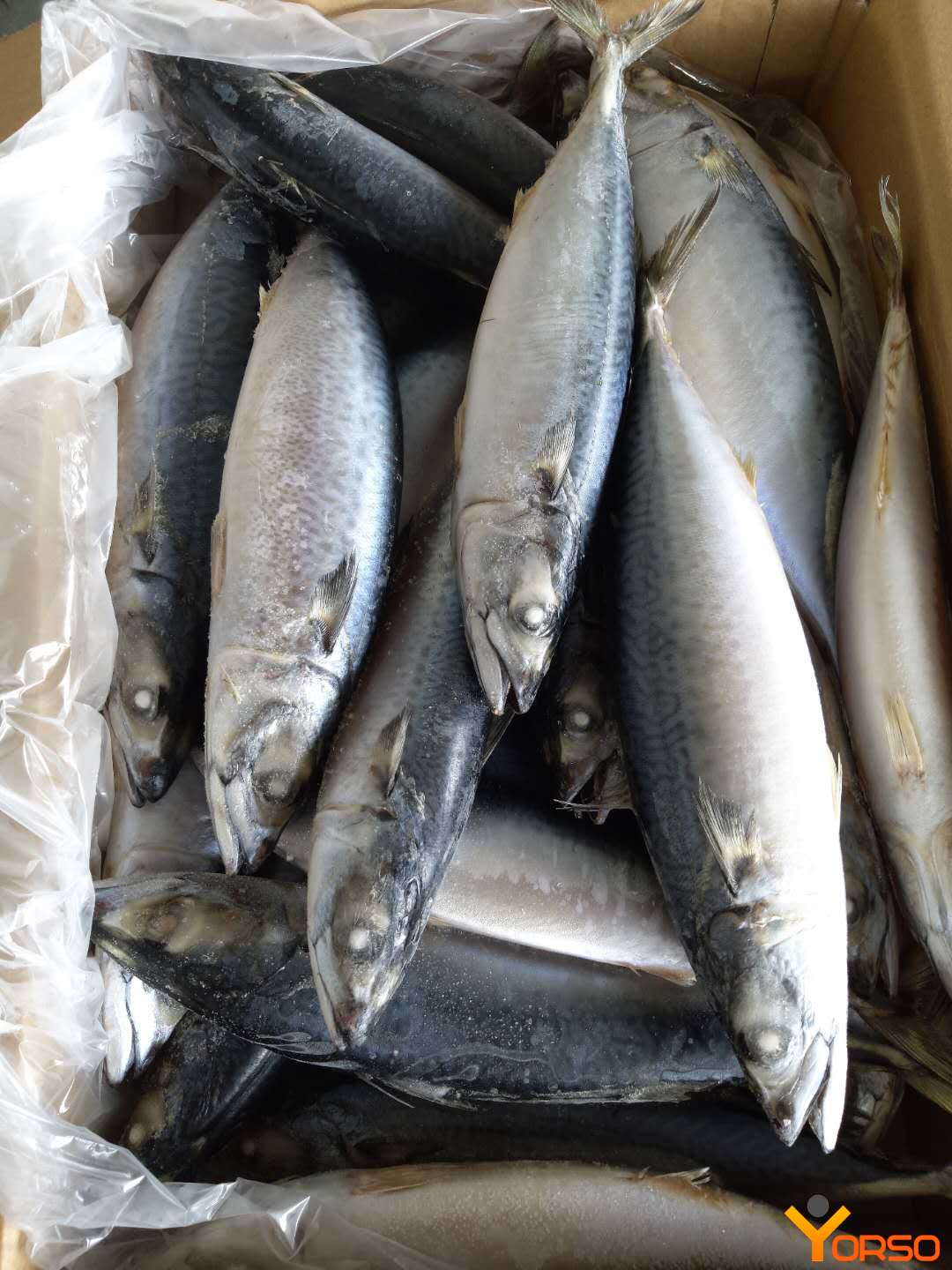 Pacific chub mackerel, frozen, wr, 100-200, 200-300, 300-500, 1/15