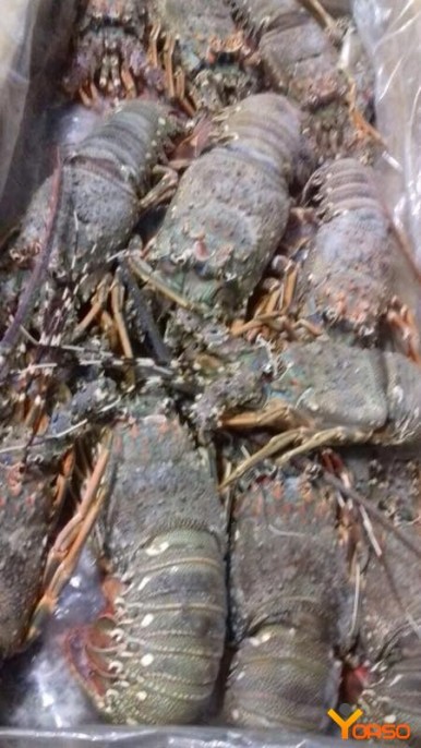 Spiny lobster frozen wr 500-700 700-900 900 