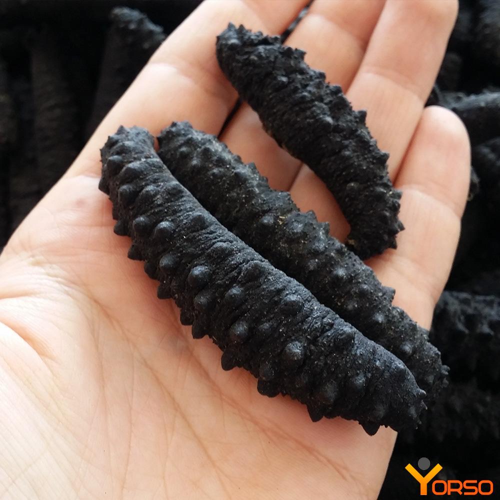 Sea Cucumber Tubulosa Spiky